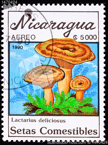 Image of Canceled Nicaragua Postage Stamp Mushroom Saffron Milk Cap Lacta
