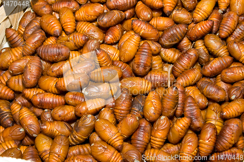 Image of Close-Up Heap Silkworm Pupae Bombyx Mori Larva