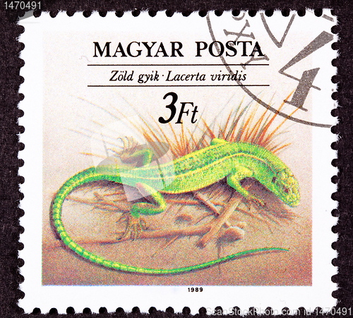 Image of Canceled Hungarian Postage Stamp European Green Lizard, Lacerta 