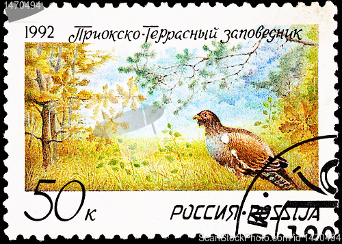 Image of Pheasant Prioksko-Terrasny Nature Reserve