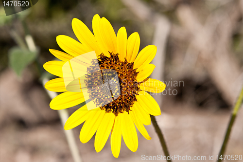 Image of Sunflower Helianthus Laetiflorus New Mexico USA