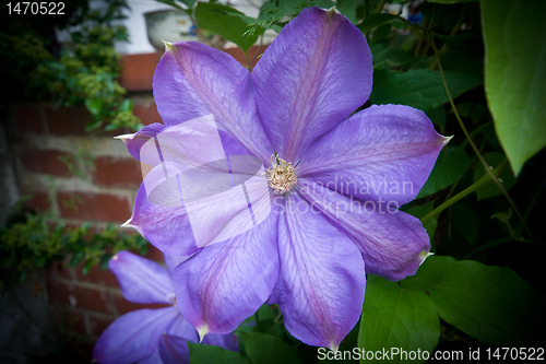 Image of Purple Clematis Flower on Vine, Vignette