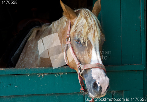 Image of Brown Horse with White Streak, In Stable Stall