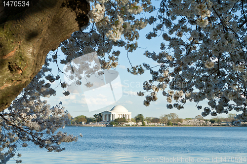 Image of Jefferson Memorial Cherry Blossoms Tidal Basin DC