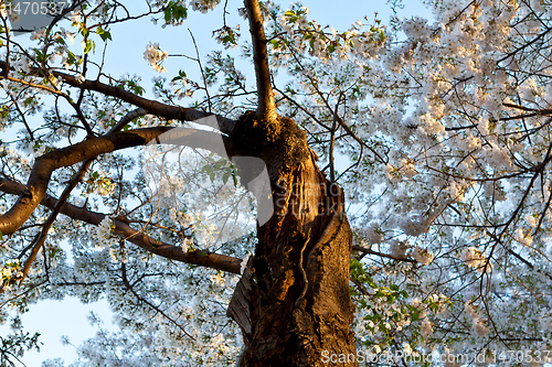 Image of Twisted Cherry Tree Blossoms Washington, DC, USA