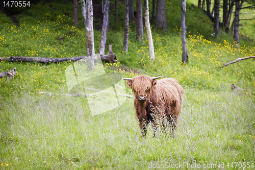 Image of Highland cattle