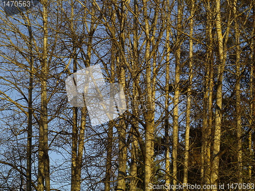 Image of winter trees