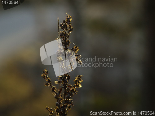 Image of dried thistle