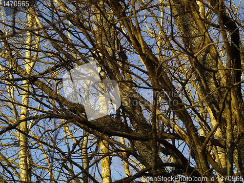 Image of Mangled branches