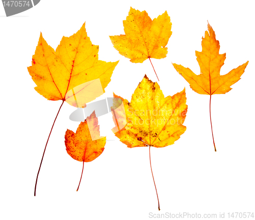 Image of Yellow Maple Oak Leaves Autumn Fall Isolated White