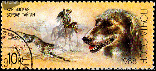 Image of Taigan Kirghiz Dog Hunting with Golden Eagle