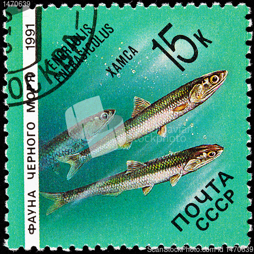 Image of Stamp Fish European Anchovy Engraulis Encrasicolus