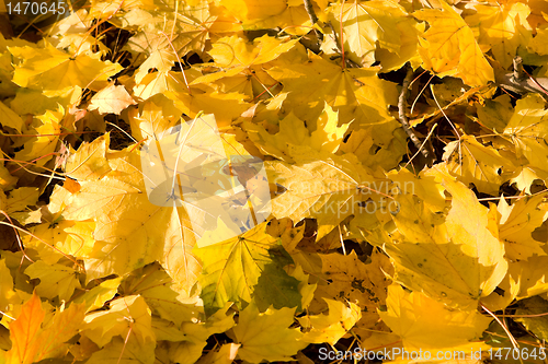 Image of Full Frame Bunch Yellow Autumn Maple Leaves Ground