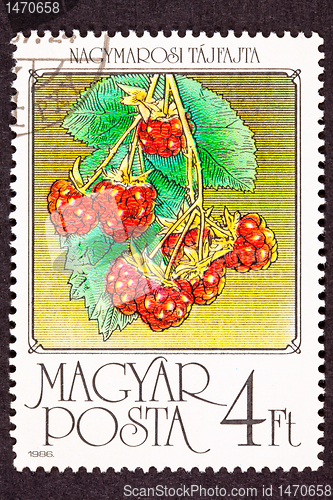 Image of Hungarian Stamp Red Raspberries Fruit Hanging Bush