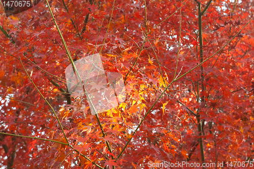 Image of Small Patch Yellow Leaves in Field of Red Leaves