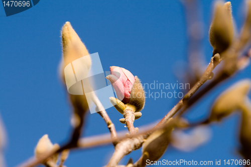 Image of Magnolia Flowers Budding Early Spring Isolated
