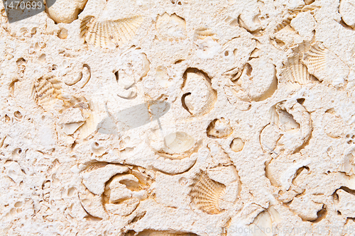 Image of Full Frame Limestone with Embedded Fossils