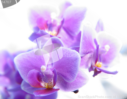 Image of Phalaenopsis. Closeup of orchid blurring in white background