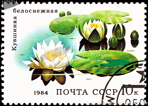 Image of European White Waterlily, Nymphaea alba