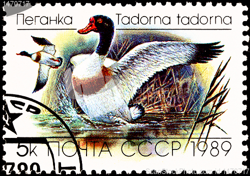 Image of Flying Common Shelduck, Tadorna tadorna