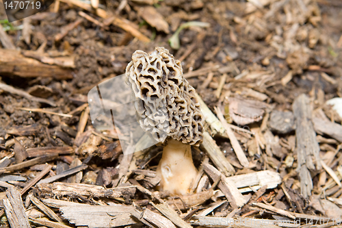 Image of Close-Up-Of Morel Mushroom Growing in Mulch