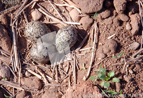 Image of Lapwings nest 