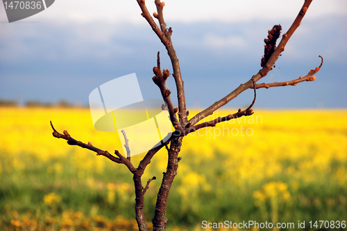 Image of Tree buds and yelow fields 