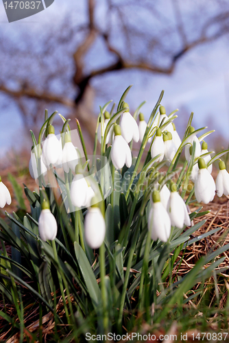 Image of Snowdrops 