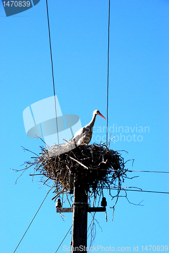 Image of White stork nest 