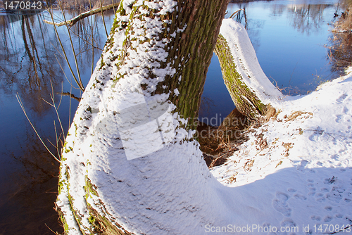 Image of Riverside willow 