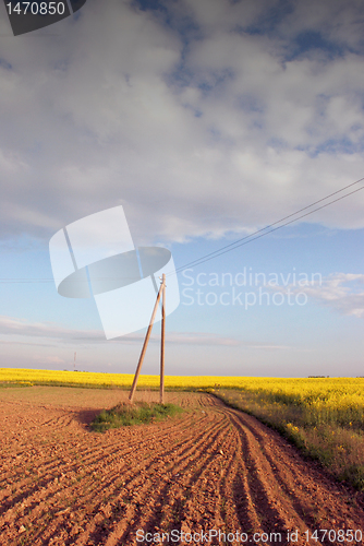 Image of Flowering fields 