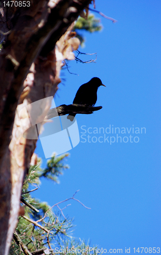 Image of Black silhouette of starling 
