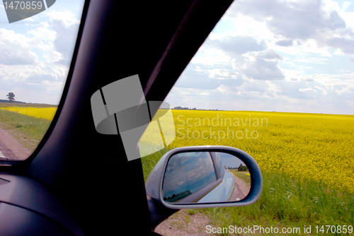 Image of Yellow rape fields 