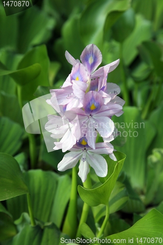 Image of A close-up photo of beautiful flowers