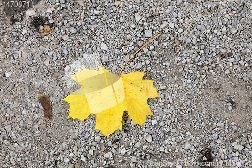 Image of Autumn leaf