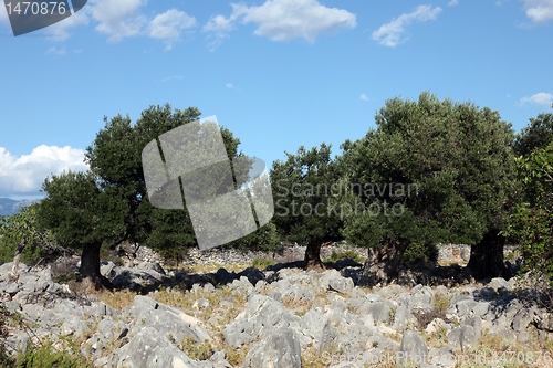 Image of Olive grove