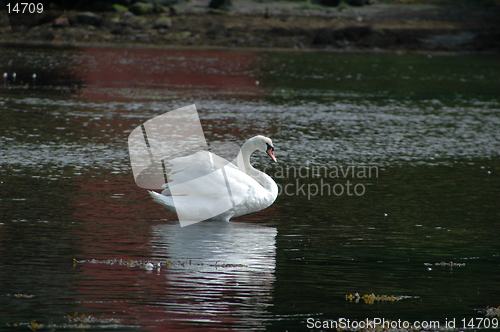 Image of Swan_1_22.06.2005