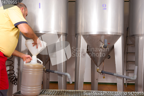 Image of Collecting olive oil