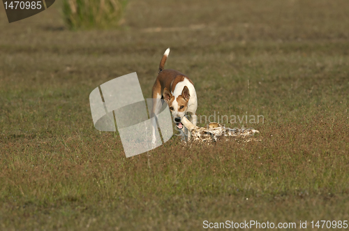 Image of Bone