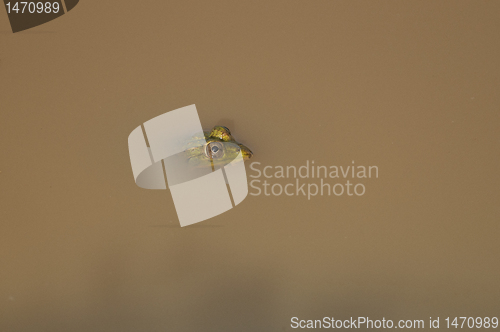 Image of Indian Pond Frog