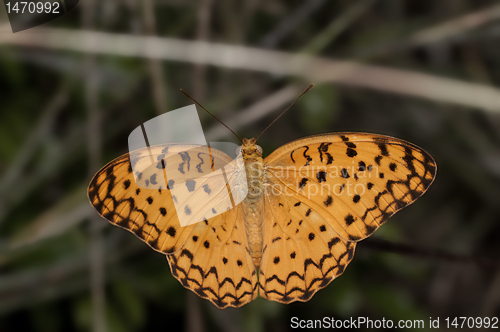 Image of Common Leopard Butterfly