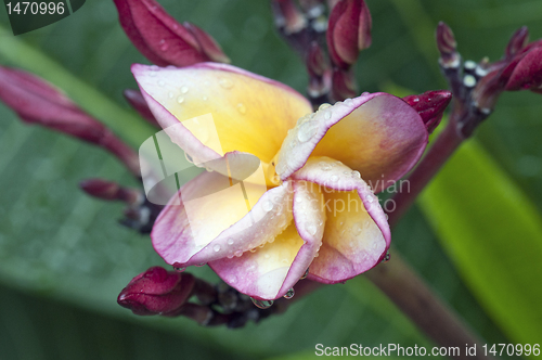 Image of Frangipani