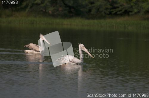 Image of Spot Billed Pelican