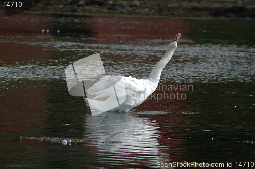 Image of Swan_2_22.06.2005