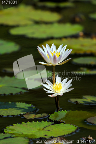 Image of White Water Lily