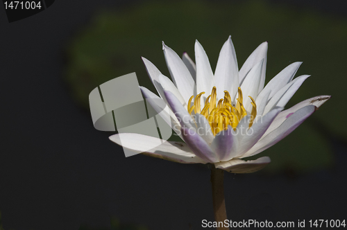 Image of White Water Lily