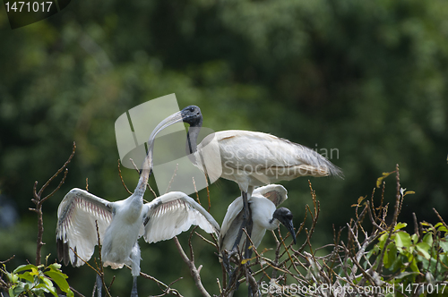 Image of Black Headed Ibis