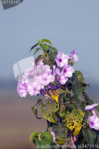 Image of morning glory