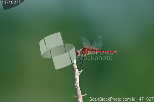 Image of Red Dragonfly