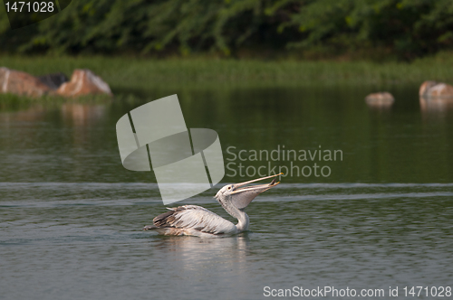 Image of Spot Billed Pelican